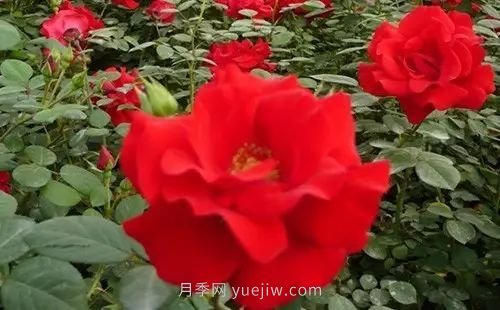 30種漂亮的月季品種推薦，必然有你喜歡的(圖8)