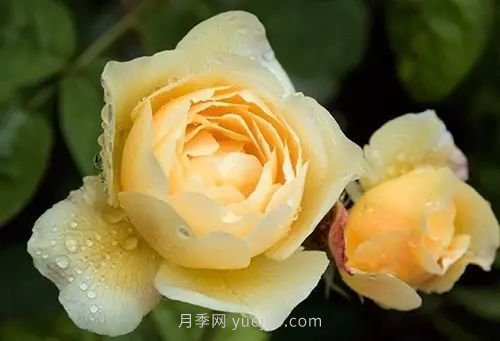 30種漂亮的月季品種推薦，必然有你喜歡的(圖26)