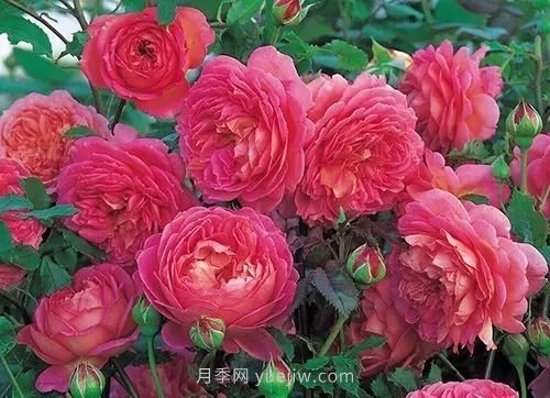 30種漂亮的月季品種推薦，必然有你喜歡的(圖20)