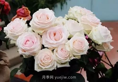 30種漂亮的月季品種推薦，必然有你喜歡的(圖6)