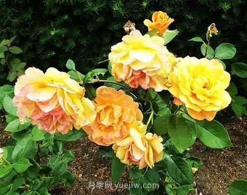 30種漂亮的月季品種推薦，必然有你喜歡的(圖17)