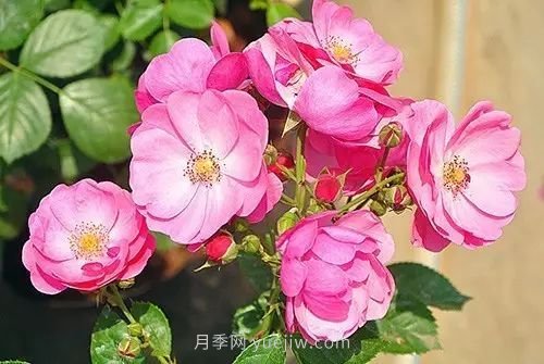 30種漂亮的月季品種推薦，必然有你喜歡的(圖1)