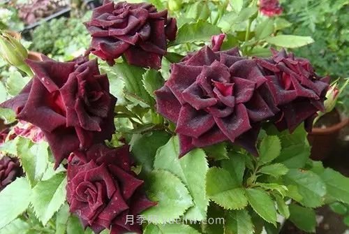 30種漂亮的月季品種推薦，必然有你喜歡的(圖9)