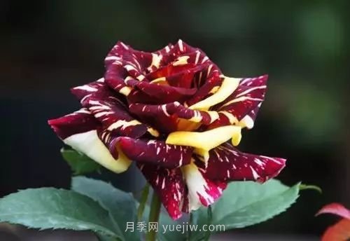 30種漂亮的月季品種推薦，必然有你喜歡的(圖15)
