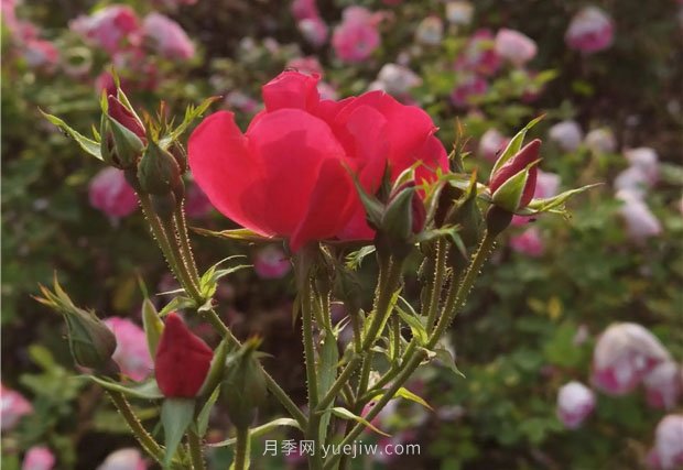 淮南市花月季盛開，來舜耕山風(fēng)景區(qū)欣賞(圖2)