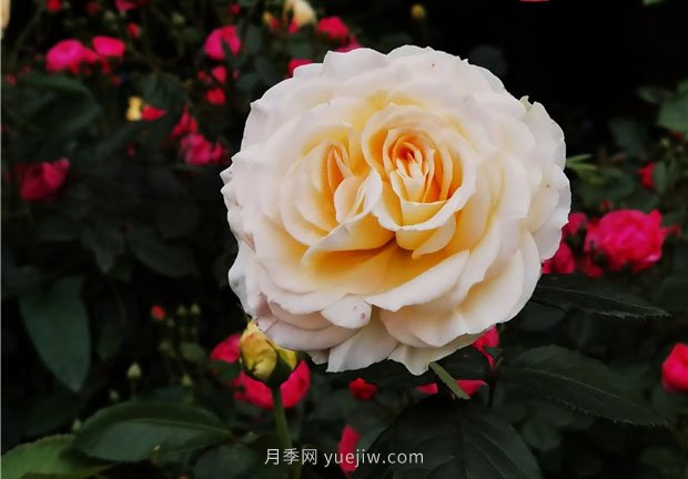 淮南市花月季盛開，來舜耕山風(fēng)景區(qū)欣賞(圖1)