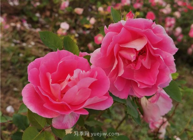 淮南市花月季盛開，來舜耕山風(fēng)景區(qū)欣賞(圖3)