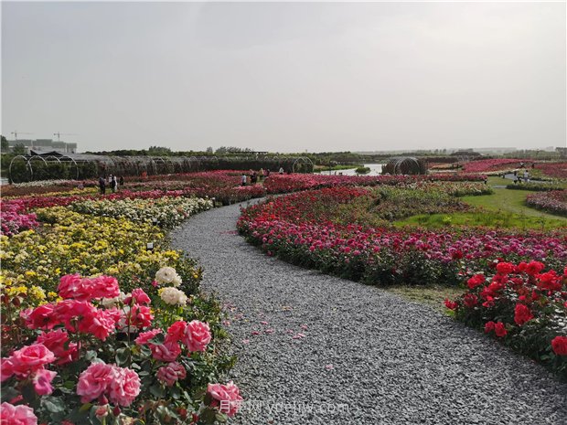 南陽世界月季大觀園規(guī)模真大，快來過把月季花癮(圖2)