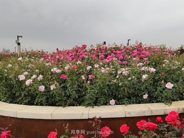 走進(jìn)世界月季大觀園，醉美家鄉(xiāng)南陽(yáng)的月季花(圖3)