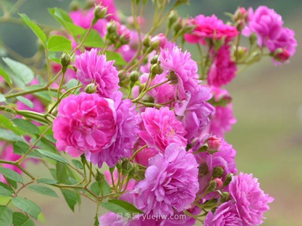 夏天養(yǎng)殖月季花選擇什么品種呢？(圖4)