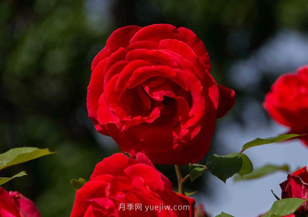 安陽市滑縣森林公園月季花開放，賞花打卡正當時(圖2)