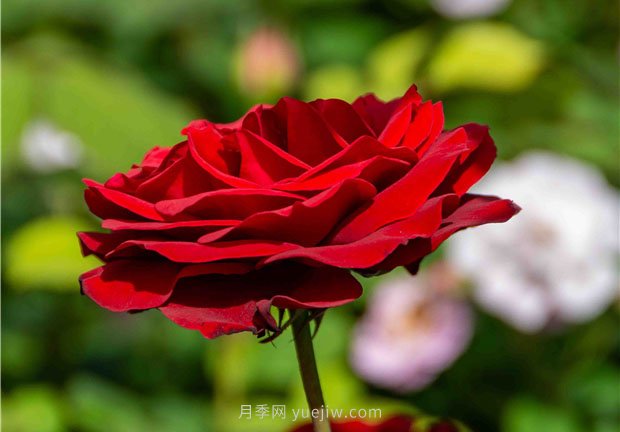 安陽市滑縣森林公園月季花開放，賞花打卡正當時(圖3)