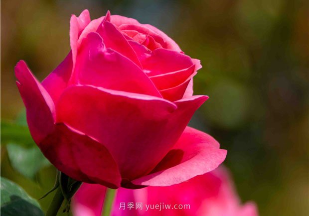 安陽市滑縣森林公園月季花開放，賞花打卡正當時(圖4)