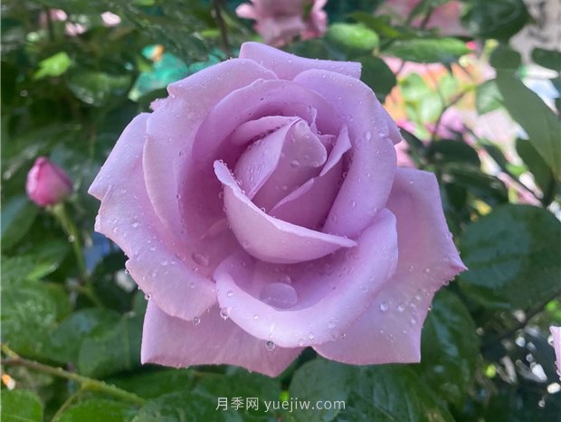 藍色尼羅河月季(圖1)
