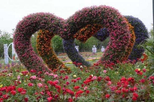 6000余種月季盛開 花?！白砻馈蹦详?yáng)城(圖1)