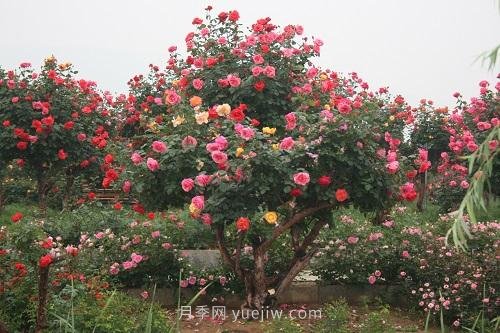 年產(chǎn)值25億！中國月季八成南陽種植(圖1)