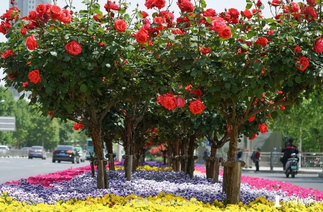 月季花開滿城，***美鄭州五月天（圖冊）(圖2)