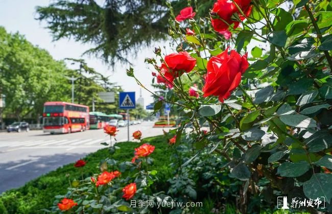 月季花開滿城，***美鄭州五月天（圖冊）(圖4)
