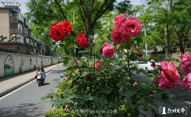 月季花開滿城，***美鄭州五月天（圖冊）(圖6)