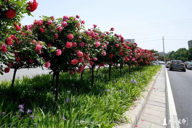 月季花開滿城，***美鄭州五月天（圖冊）(圖7)