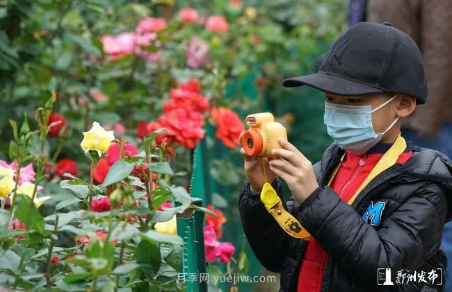 月季花開滿城，***美鄭州五月天（圖冊）(圖9)