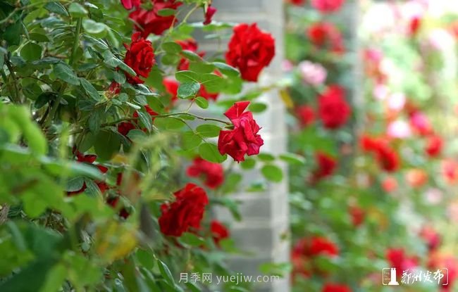 月季花開滿城，***美鄭州五月天（圖冊）(圖10)