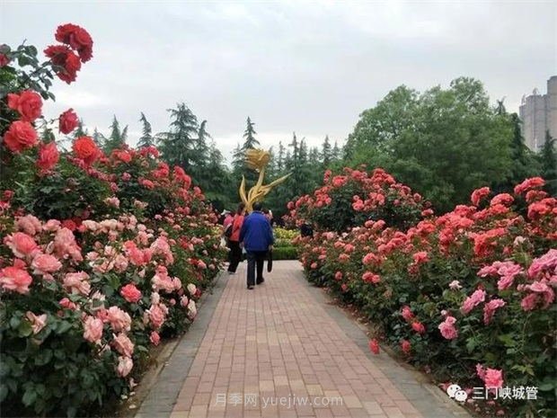 三門峽澗河公園：***美人間五月天，月季花開香滿城(圖2)