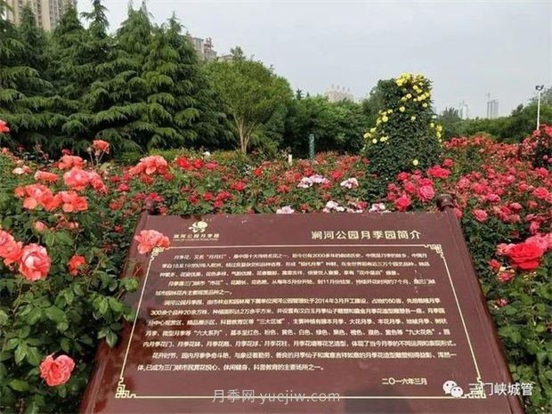 三門峽澗河公園：***美人間五月天，月季花開香滿城(圖1)