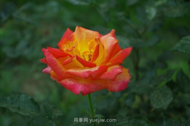 賞石家莊月季市花，遨游月季公園五月花海(圖1)