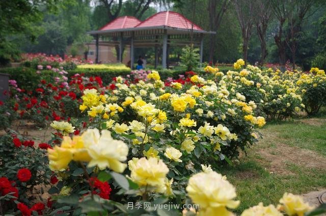 賞石家莊月季市花，遨游月季公園五月花海(圖2)
