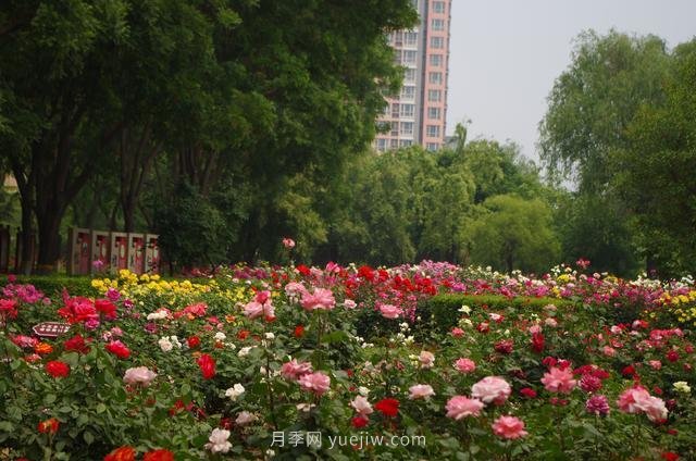 賞石家莊月季市花，遨游月季公園五月花海(圖4)