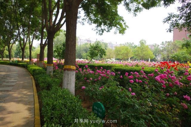 賞石家莊月季市花，遨游月季公園五月花海(圖5)
