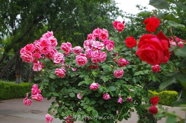 賞石家莊月季市花，遨游月季公園五月花海(圖9)