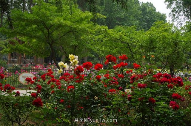 賞石家莊月季市花，遨游月季公園五月花海(圖8)