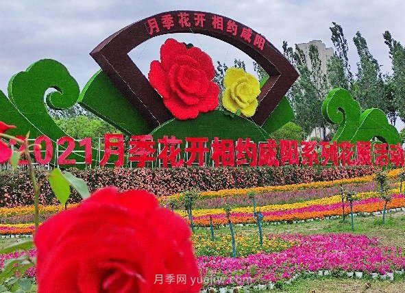 月季花開相約咸陽(yáng)，去咸陽(yáng)看月季(圖4)