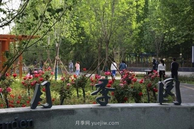 邢臺市花月季綻放！月季花城進入觀賞期(圖3)