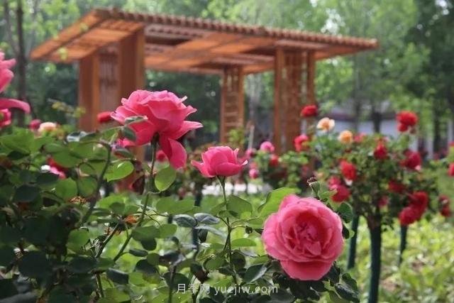邢臺市花月季綻放！月季花城進入觀賞期(圖2)