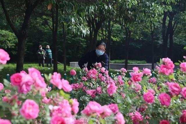 邢臺市花月季綻放！月季花城進入觀賞期(圖1)