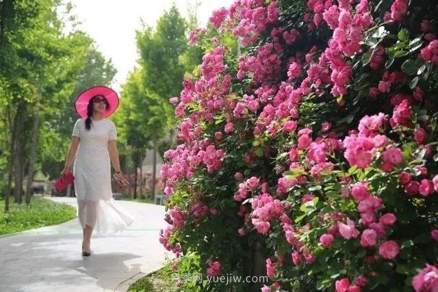 邢臺市花月季綻放！月季花城進入觀賞期(圖4)