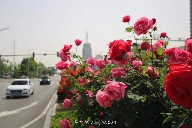 邢臺市花月季綻放！月季花城進入觀賞期(圖5)