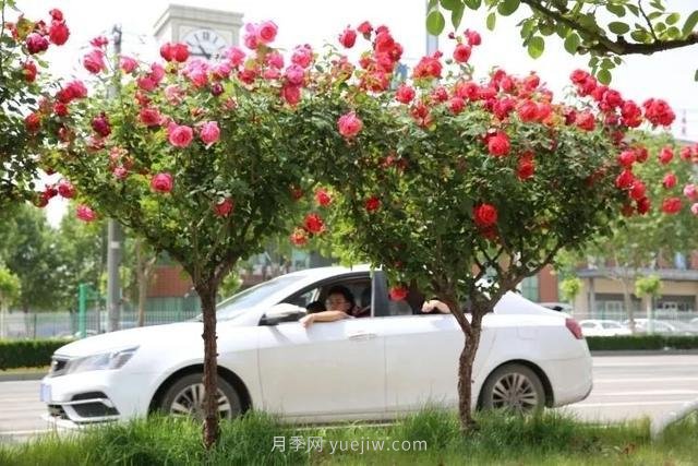 邢臺市花月季綻放！月季花城進入觀賞期(圖6)