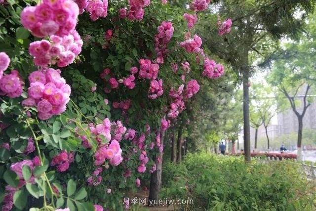 邢臺市花月季綻放！月季花城進入觀賞期(圖8)