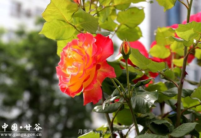 甘肅天水：甘谷月季花開(kāi)醉滿城(圖集)(圖1)