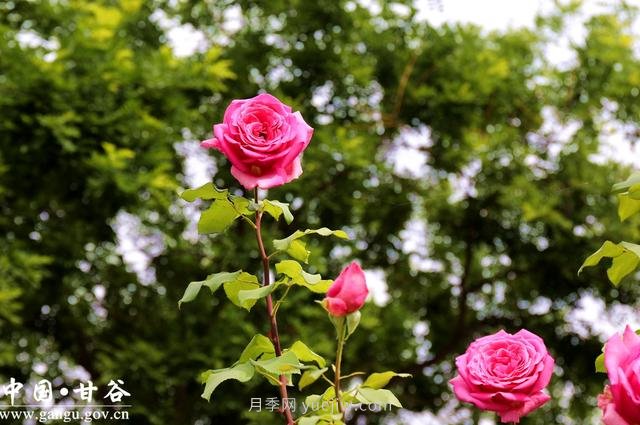 甘肅天水：甘谷月季花開(kāi)醉滿城(圖集)(圖2)