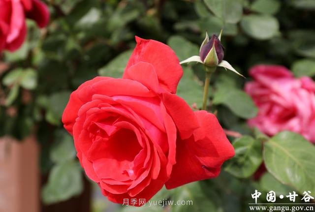 甘肅天水：甘谷月季花開(kāi)醉滿城(圖集)(圖4)