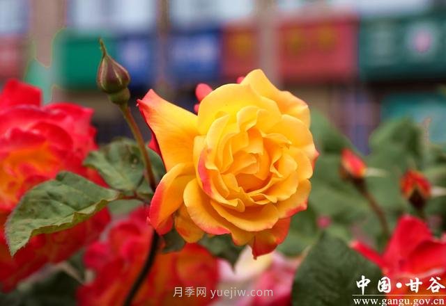 甘肅天水：甘谷月季花開(kāi)醉滿城(圖集)(圖6)