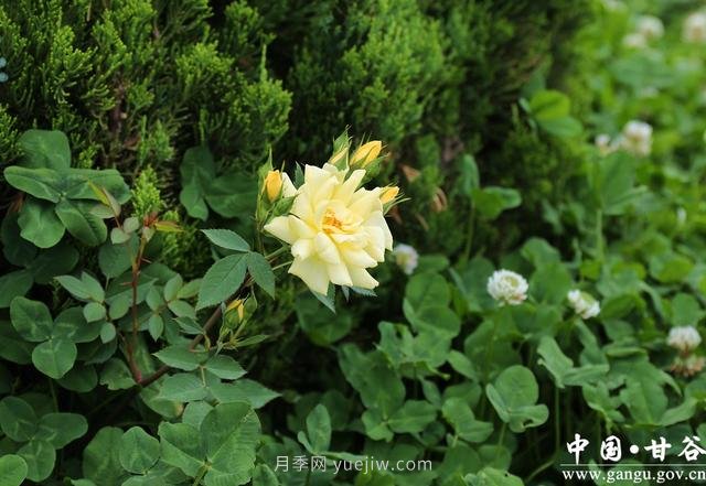 甘肅天水：甘谷月季花開(kāi)醉滿城(圖集)(圖7)