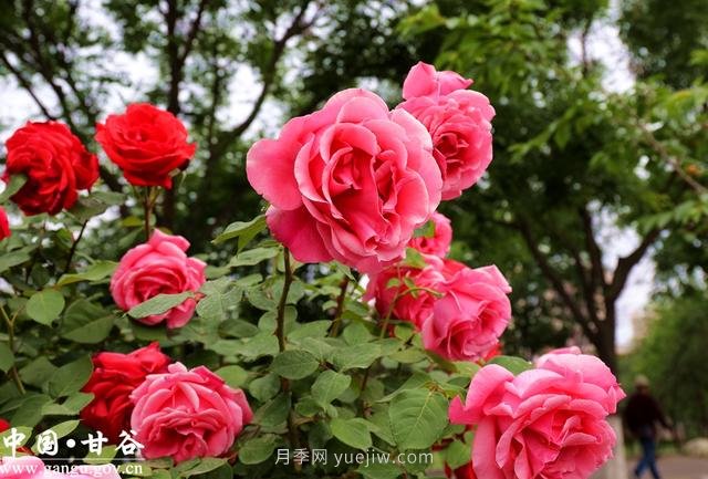 甘肅天水：甘谷月季花開(kāi)醉滿城(圖集)(圖8)