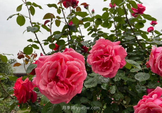 月季花的修剪技術(shù)、范圍和適宜時(shí)期(圖1)