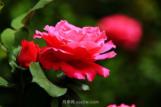 瀏陽(yáng)市柏加鎮(zhèn)，從前賣樹(shù)如今賣景(圖1)